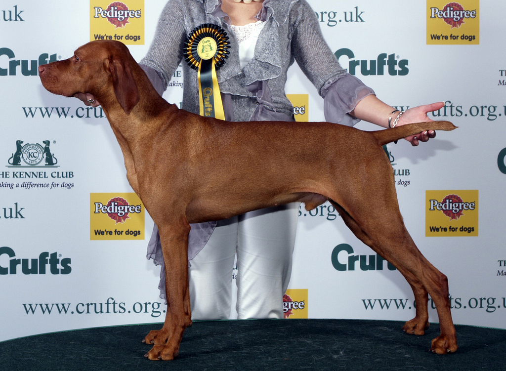073magyar%20vizsla.jpg