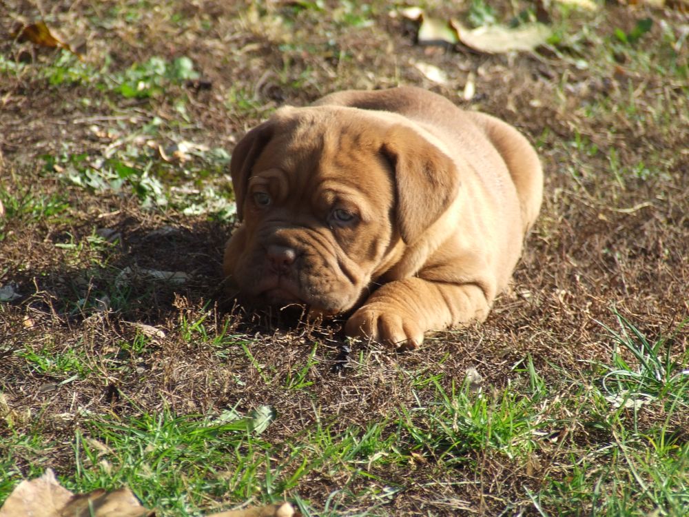 hosszú szőrű francia bulldog club