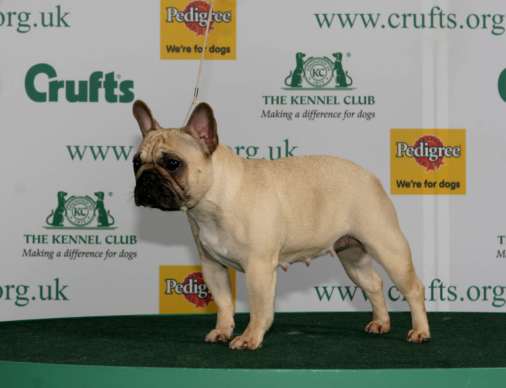 Francia bulldog - Kutya
