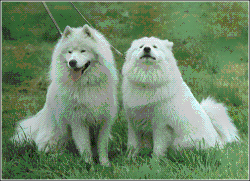 Német spicc, nagy - Kutya